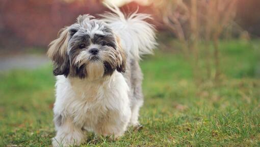 Shih Tzu Dog Breed Information Purina